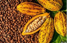 Cocoa