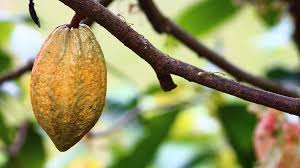 Cocoa Beans 1