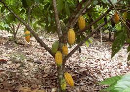 Cocoa Beans main