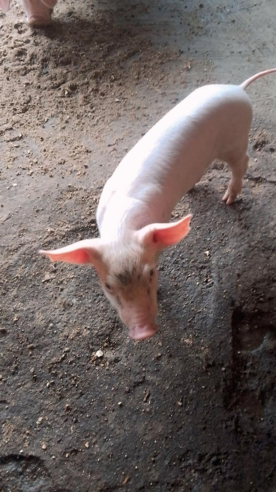 Live Pigs & Pork 1