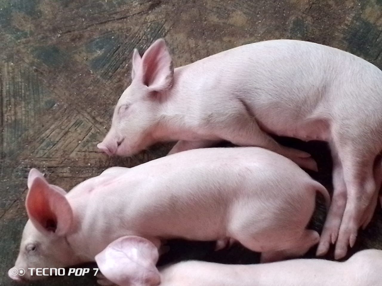 Live Pigs & Pork 2