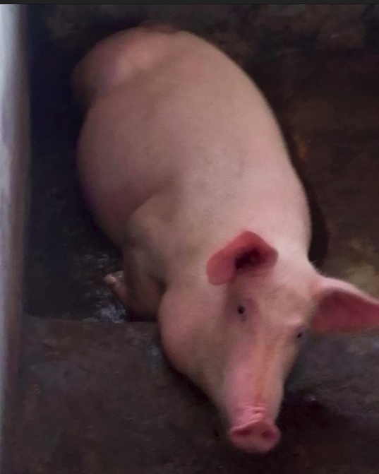 Pig