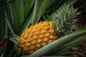 Pineapple