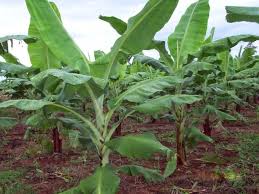 Plantain 1